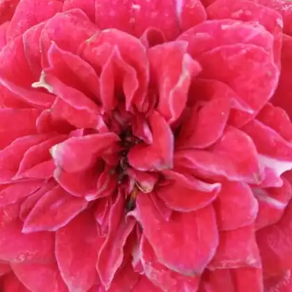 Comanda trandafiri online - Roșu - trandafir acoperitor - trandafir cu parfum discret - Rosa Mauve™ - PhenoGeno Roses - ,-